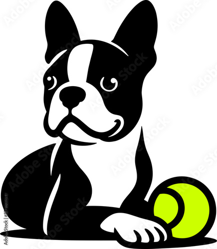 Boston Terrier with Tennis Ball