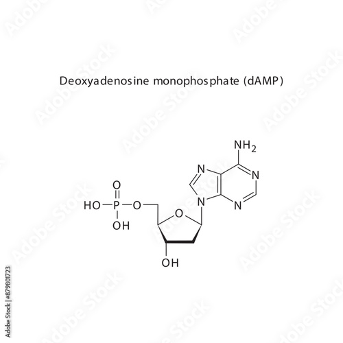 Deoxyadenosine monophosphate (dAMP) skeletal structure schematic illustration, Nucleotide molecule. photo