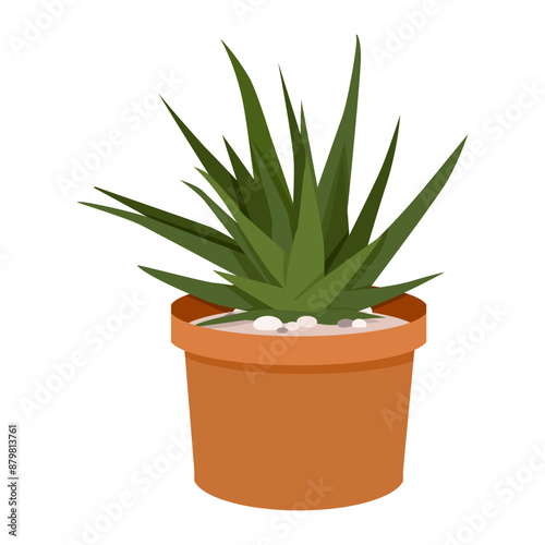 Dark green Haworthia succulent in a pot