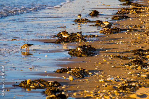 La Plage de Blonville-sur-Mer en Normandie photo