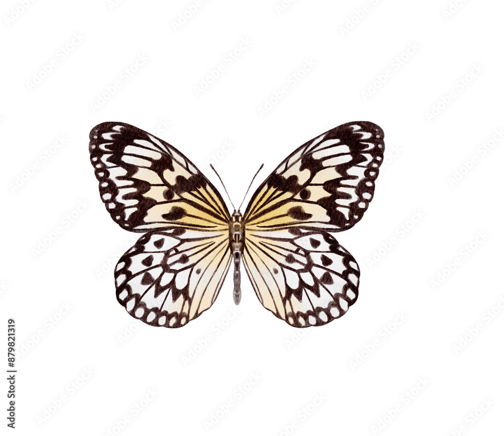 Fototapeta premium Watercolor colorful butterflies, isolated on white background. blue, yellow, pink and red butterfly spring 