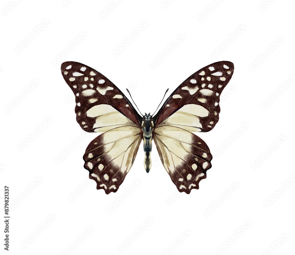 Obraz premium Watercolor colorful butterflies, isolated on white background. blue, yellow, pink and red butterfly spring 