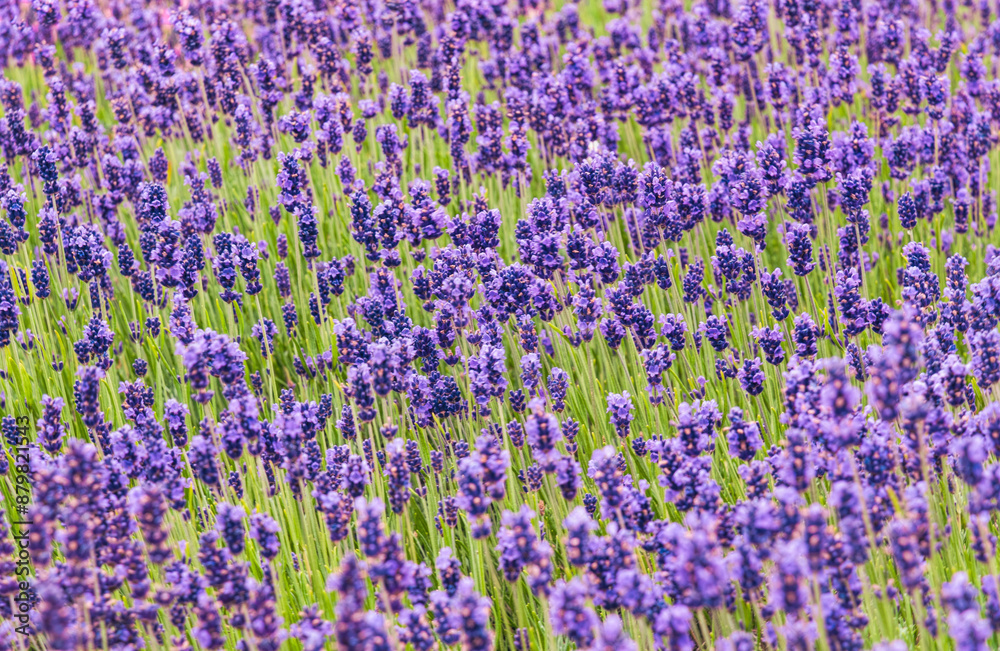 Fototapeta premium Sunny summer purple lavender field