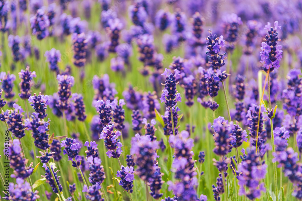 Obraz premium Sunny summer purple lavender field