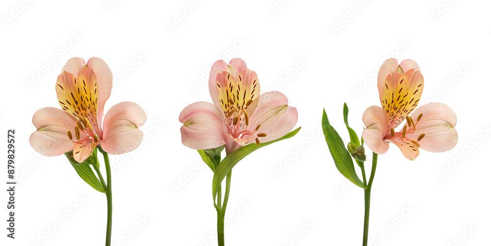 Alstroemeria flowers on a white isolated background Alstroemeria flowers on a white isolated background
