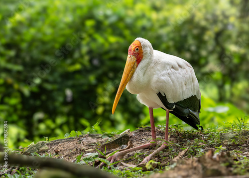 Yellowbilled stork photo