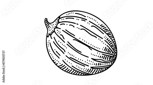 Watermelon vector. Watermelon with red flesh is halved isolate on a white background.
