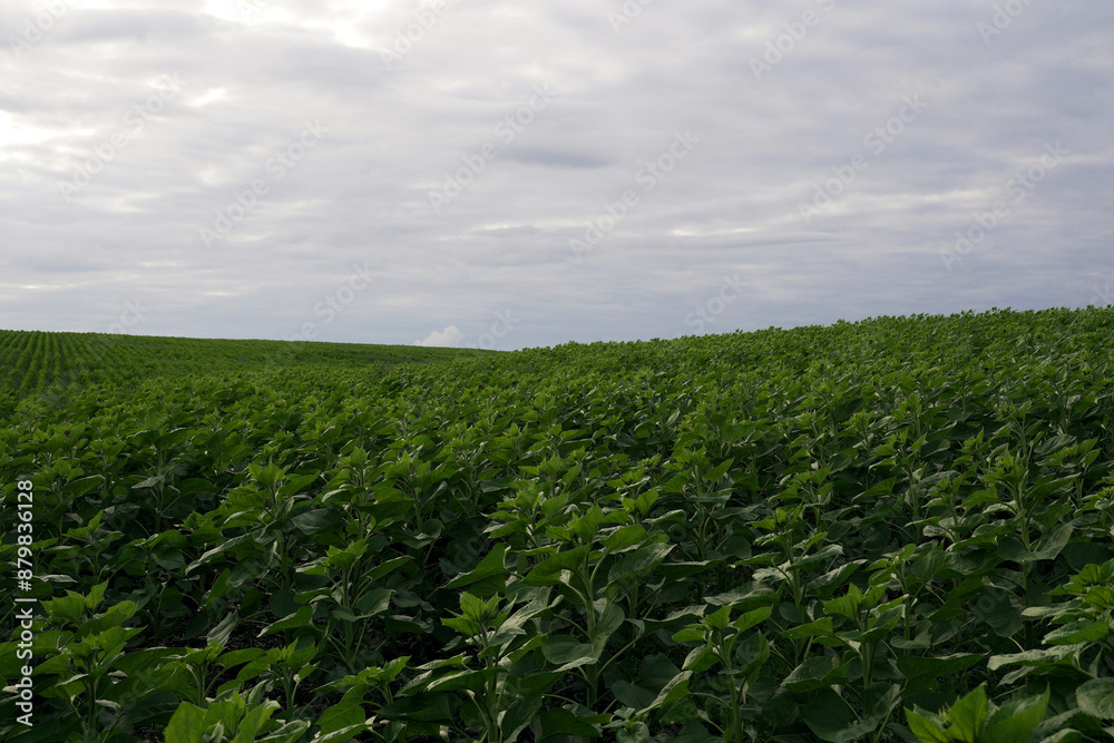 panorama of green sunflowers on the plantation. green field and sky. panorama of green sunflowers on the plantation. green field and sky.
