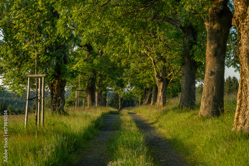 Nadrazni alley with path and leaf trees in sunset color evening in Krusne hory photo