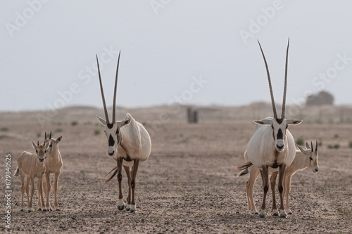 Oryx in the UAE desert