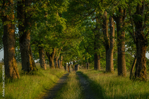 Nadrazni alley with path and leaf trees in sunset color evening in Krusne hory photo