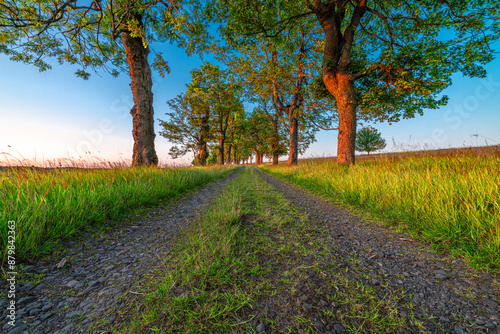 Nadrazni alley with path and leaf trees in sunset color evening in Krusne hory photo