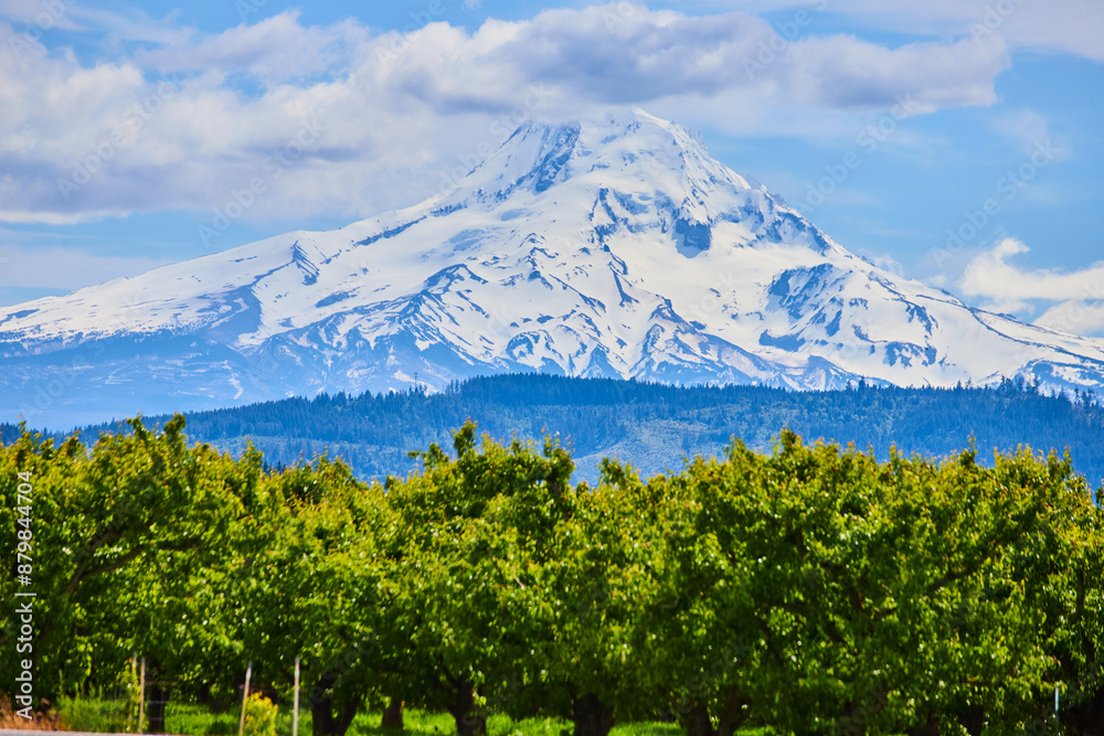 Mount Hood Snow-Capped Peak with Lush Orchard View