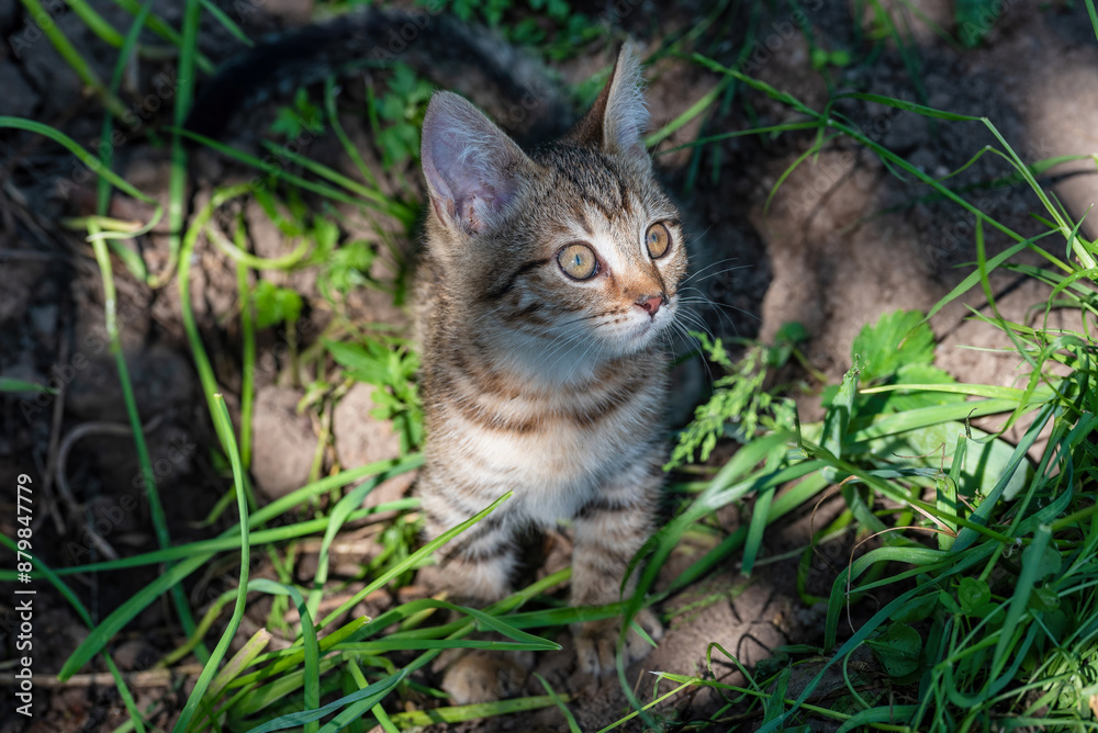 A small kitten peeks out from the grass. A small kitten peeks out from the grass.