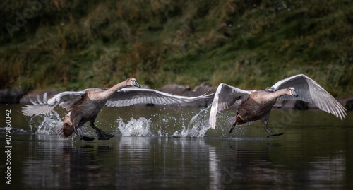 Εκτύπωση καμβά Two juvenile swans practice flying on a lake in Edinburgh, Scotland