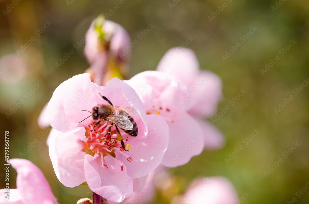 A bee is on a pink flower. The flower is pink and has a red center