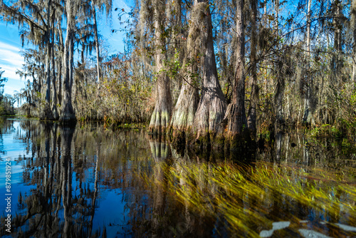 Swamp cypress trees overgrown with epiphytic Tilansia plants