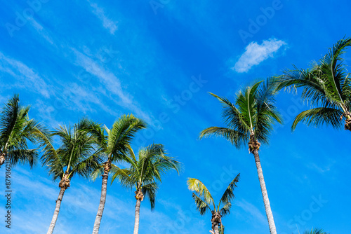 Fototapeta Naklejka Na Ścianę i Meble -  palm trees with blue sky and clouds