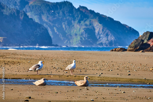 Seagulls on Whaleshead Beach with Rugged Cliffs Eye Level Perspective photo