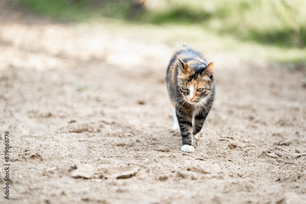 calico cat rolling in the sand pretty and cute calico cat rolling in the sand pretty and cute