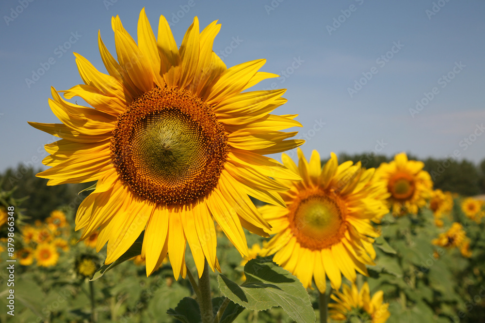 One of the sunflower flower on the sunflower plantation closeup One of the sunflower flower on the sunflower plantation closeup