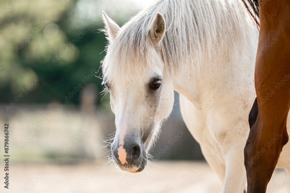 Fototapeta premium beautiful little white pony portrait horse