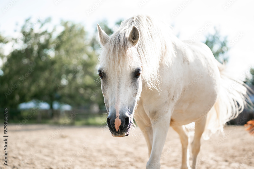 Obraz premium beautiful little white pony portrait horse