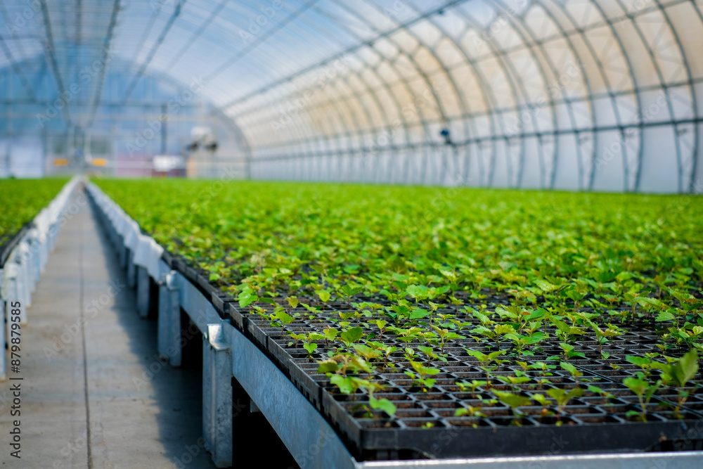 A huge, new industrial modern greenhouse where various plants, green and tree seedlings are grown A huge, new industrial modern greenhouse where various plants, green and tree seedlings are grown
