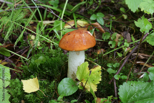 aspen mushroom in the forest