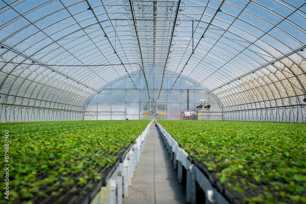 A huge, new industrial modern greenhouse where various plants, green and tree seedlings are grown A huge, new industrial modern greenhouse where various plants, green and tree seedlings are grown