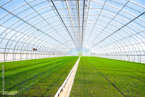 A huge, new industrial modern greenhouse where various plants, green and tree seedlings are grown