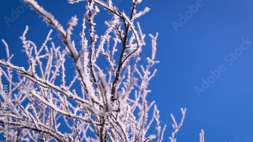 Wallpaper Mural Oak tree in snow against sky. A view of big oak branches covered with snow against sunny sky during winter time. Torontodigital.ca