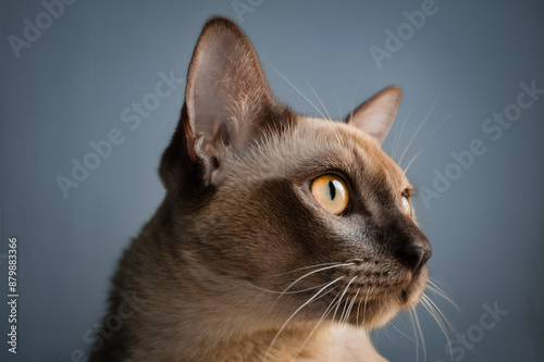 Cat sits on a gray background