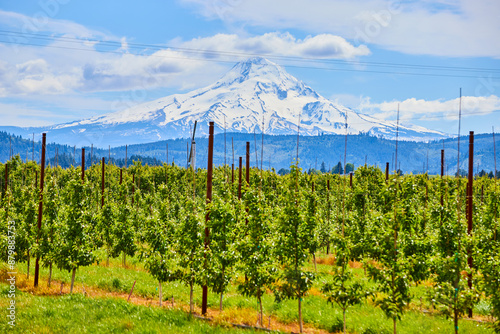 Lush Apple Orchard with Snow-Capped Mount Hood Background photo