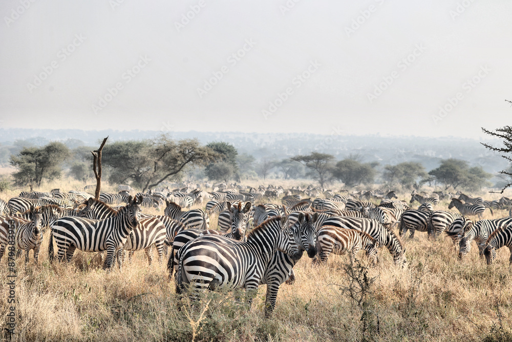 Obraz premium Große Migration