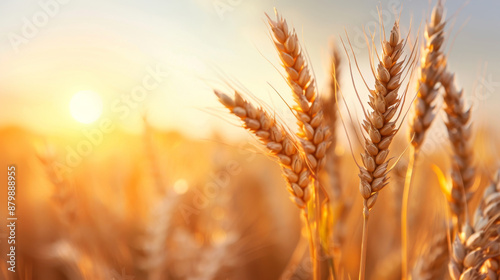 Sunlit wheat field with golden ears of wheat at sunrise, highlighting the rich texture and natural beauty of the crops.