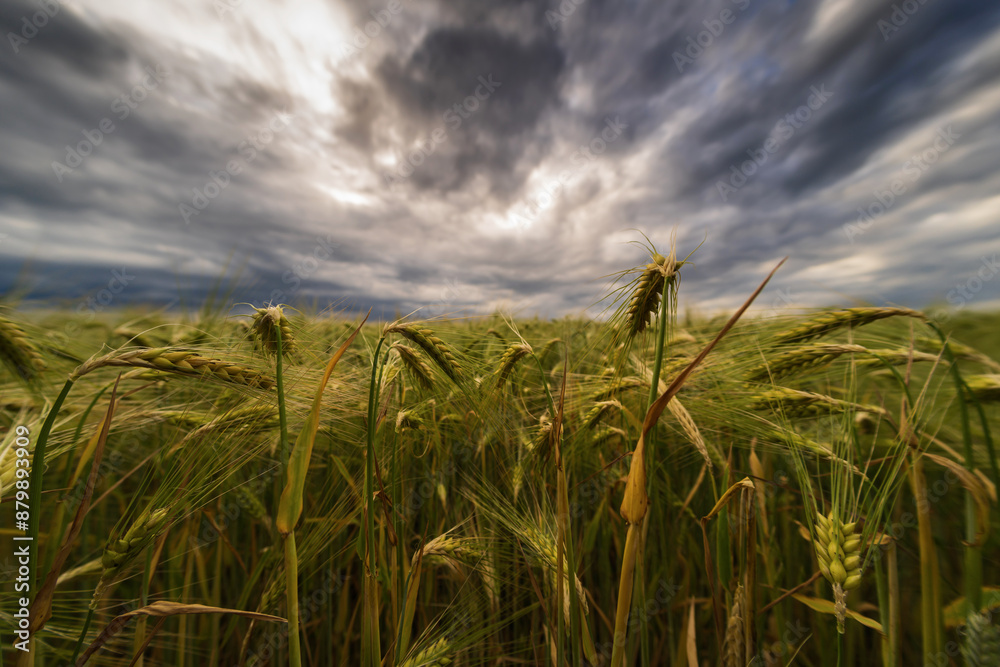 Ein Kornfeld vor einem Unwetter