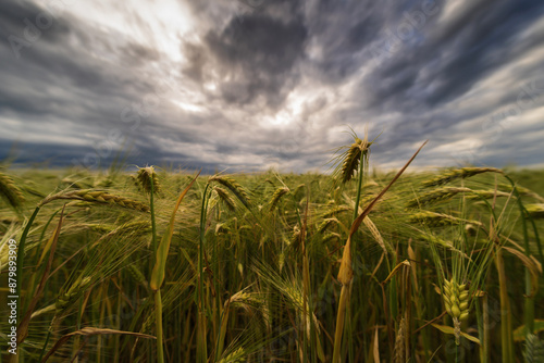 Obraz na płótnie Ein Kornfeld vor einem Unwetter w salonie