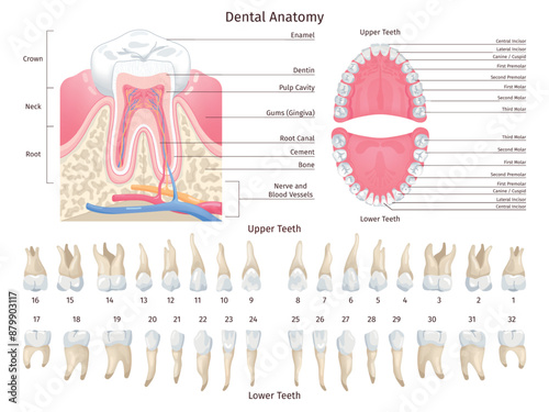 Dental anatomy infographic. Human teeth types chart, dentistry orthodontic education teething scheme numbered premolar tooth dentition mouth jaw arch, swanky illustration