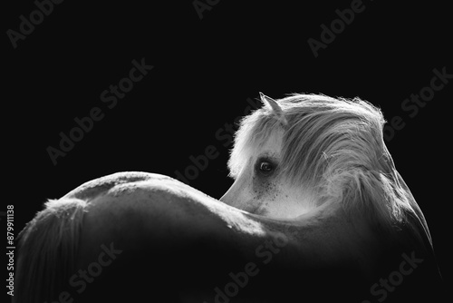 beautiful little white pony portrait horse