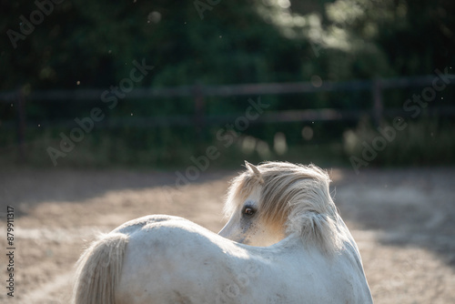 beautiful little white pony portrait horse