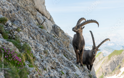 Fototapeta Naklejka Na Ścianę i Meble -  Close up view of two ibex, capricorn on the rocky slope of a mountain. Swiss mountains, appenzell, wildlife. adult ibex on rocks. Summer,daytime. European wildlife, wildlife conservation. Nature.