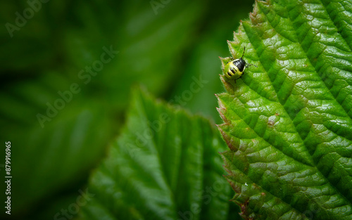 small green insect with yellow stripes on green leaf
