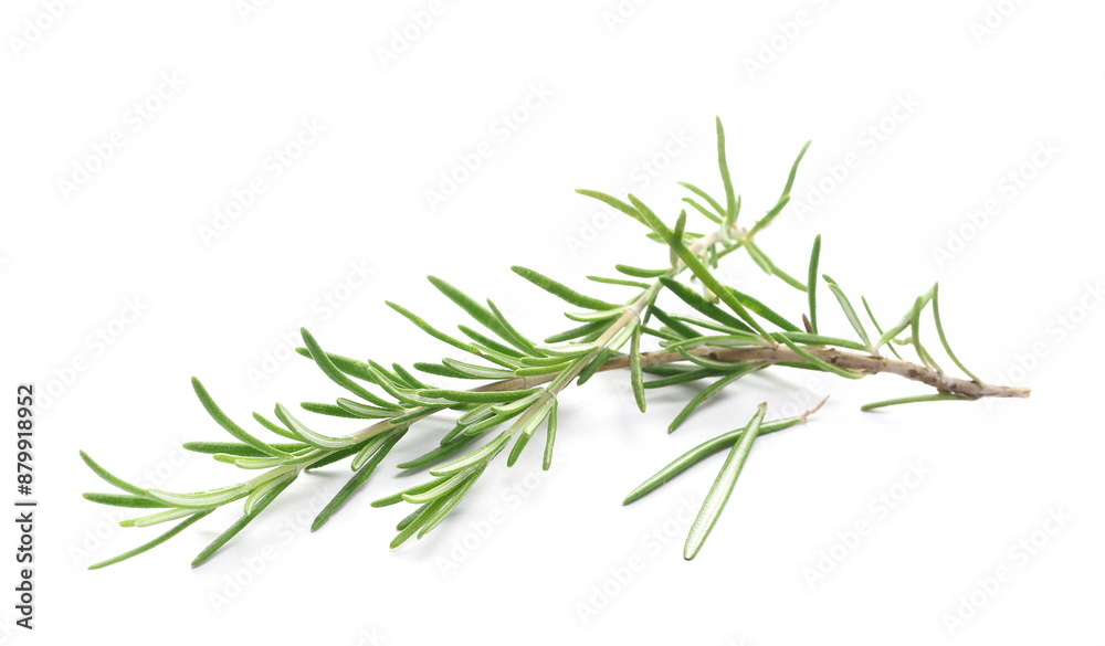 Fresh green rosemary twig and leaves isolated Fresh green rosemary twig and leaves isolated