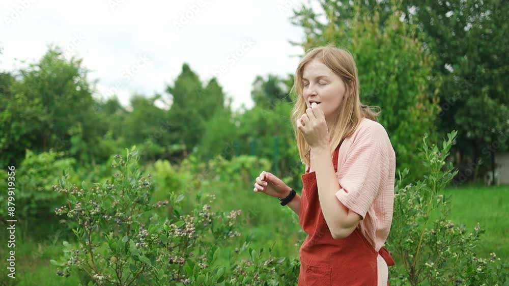 Caucasian farmer woman hands picking ripe blueberries in the garden backyard. Harvesting, eco, organic concept. Family business Caucasian farmer woman hands picking ripe blueberries in the garden backyard. Harvesting, eco, organic concept. Family business