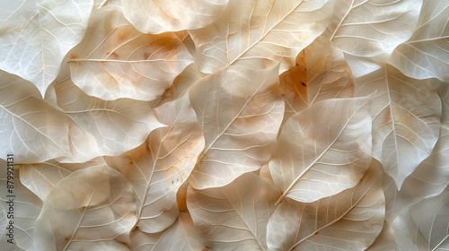 Abstract natural background or wallpaper featuring beige transparent leaves with natural texture and flower petals. aesthetically pleasing macro texture, neutral hue image with leaf veins, and botanic