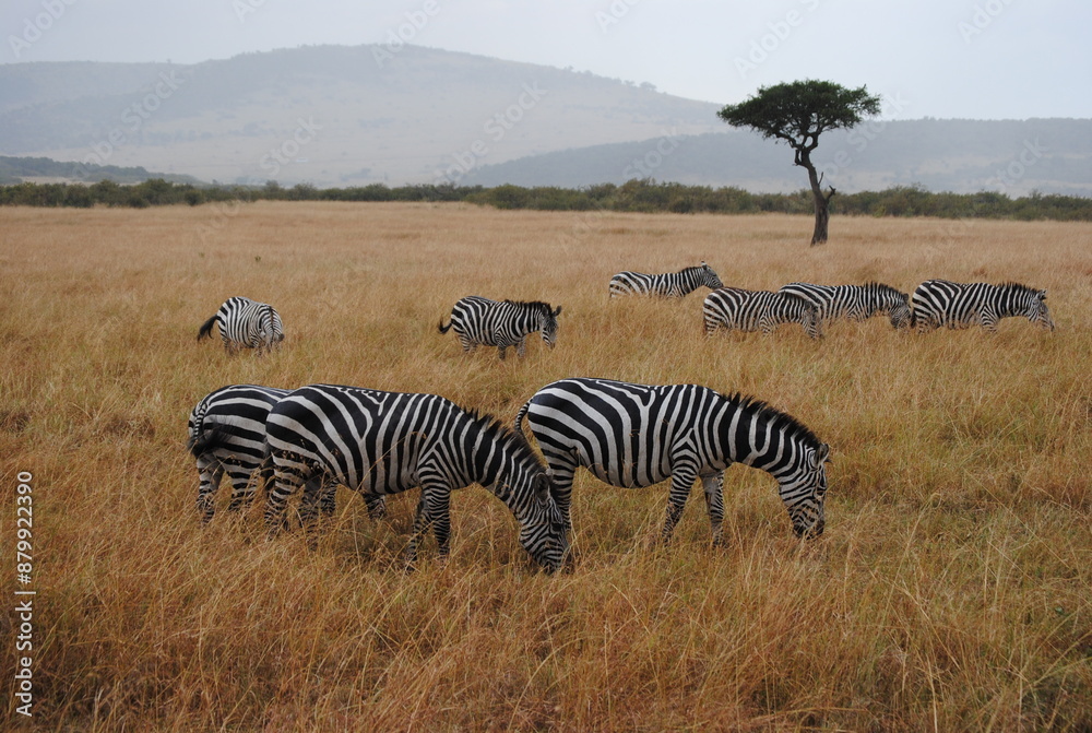 Naklejka premium Safari in Kenya including photos of Zebras, Giraffes, Elephants, Lions and much more. Some photos of cows in a farm and puppies.