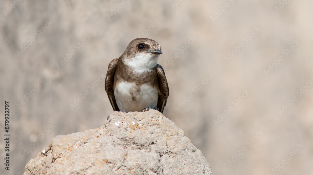Fototapeta premium red tailed hawk