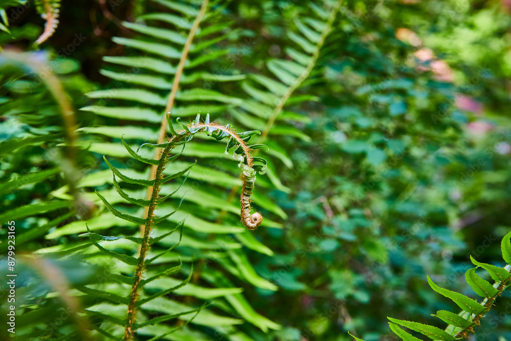 Young Fern Fiddlehead in Lush Green Forest Close-Up Young Fern Fiddlehead in Lush Green Forest Close-Up