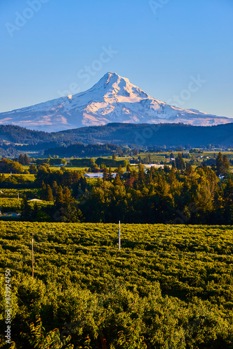 Snow-Capped Mount Hood Over Verdant Valley From Eye-Level Perspective photo